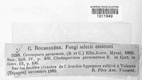 Nothopassalora personata image